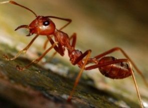 En qué se diferencian las hormigas rojas? ¿Son peligrosas? - Sitehisa